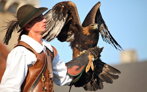 Rosenburg Greifvogelschau, Adler