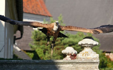 Rosenburg Greifvogelschau, Geier