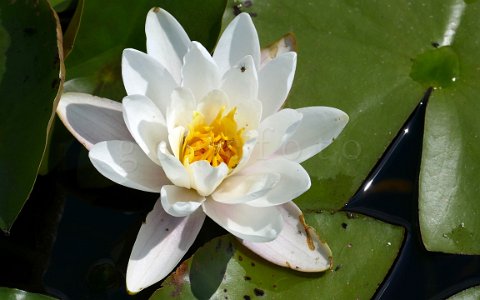 Seerose im Schremser UnterWasserReich