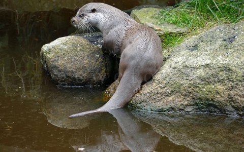 Fischotterfütterung im Schremser UnterWasserReich