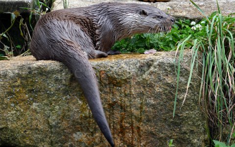 Fischotterfütterung im Schremser UnterWasserReich