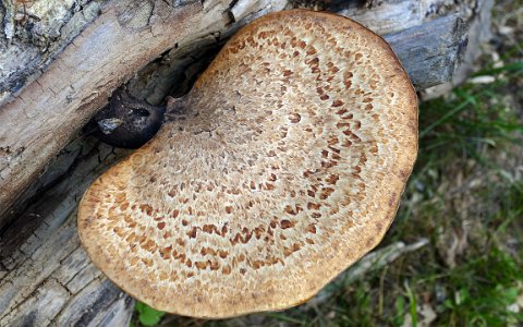 Pilz im Schremser Hochmoor