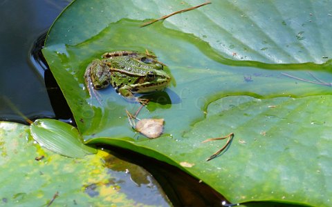 Teichfrosch Naturpark Blockheide