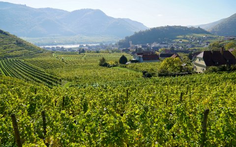 Wachau Weingärten in Spitz an der Donau.