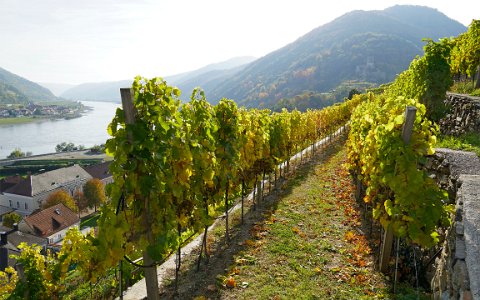 Tausendeimerberg in Spitz an der Donau.