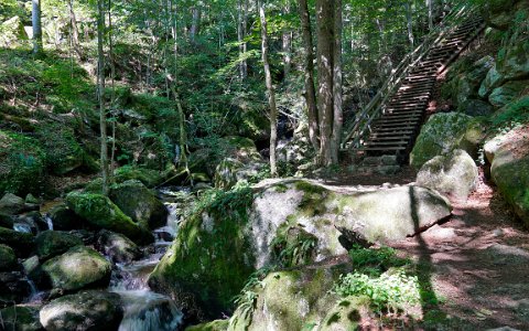 Ysperklamm wildes Wasser, wilder Wald. Wanderung am Druidenweg.