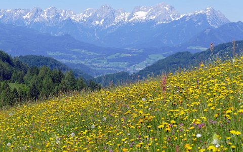 Wandern in Oberösterreich Blumenwiese am Wasserklotz.