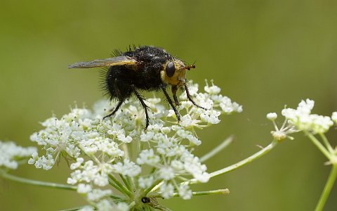 Insekten Ibmer Moor