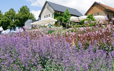 Garten der Geheimnisse Schaugarten in Stroheim. Lavendel