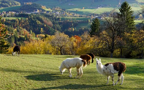 Alpakas in Vorderstoder im Herbst.