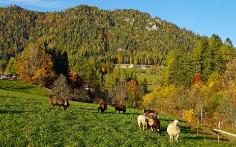 Schafe in Vorderstoder im Herbst.