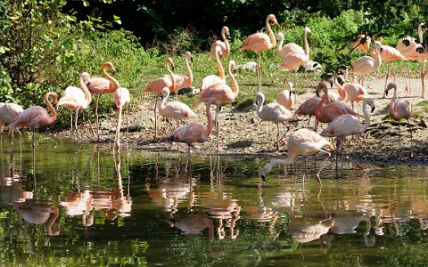 Zoo Schmiding Flamingos