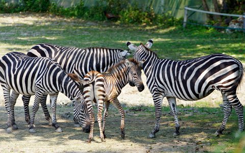 Zoo Schmiding Zebras mit Fohlen
