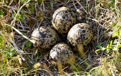 Flugplatz 2022 Nester der Brachvögel werden zum Schutz markiert.