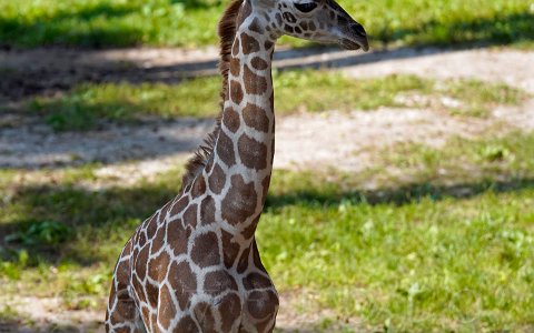 Zoo Schmiding Giraffenbaby