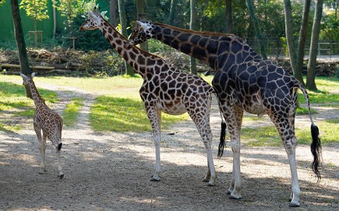 Zoo Schmiding Giraffenfamilie