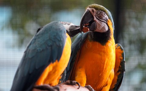Zoo Schmiding Papagei