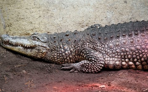 Zoo Schmiding Krokodil