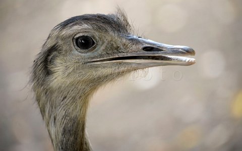 Zoo Schmiding Emu