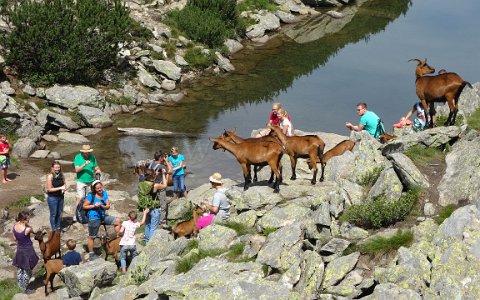 Reiteralm Rundweg Wanderer und Ziegen am Spiegelsee.