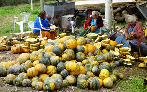 Südsteiermark Frauen bei der Kürbiskernernte.