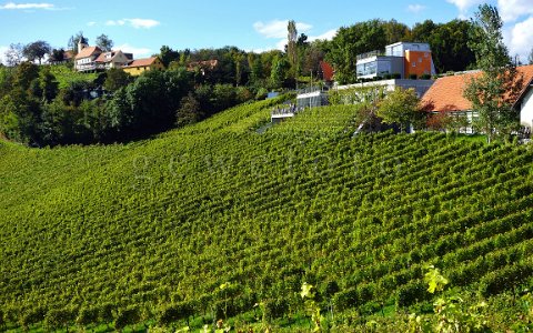 Pössnitzberg Weingut Tscheppe - Polz