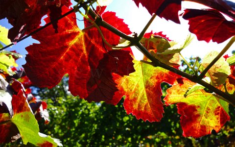 Weinrebe bunte Weinblätter