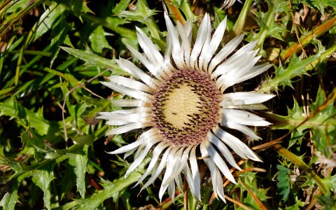 Silberdistel am Grabnerstein