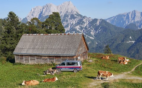 _GEW0186_Grabneralm_Buchstein_Gesaeuse_Polizei_Kuh