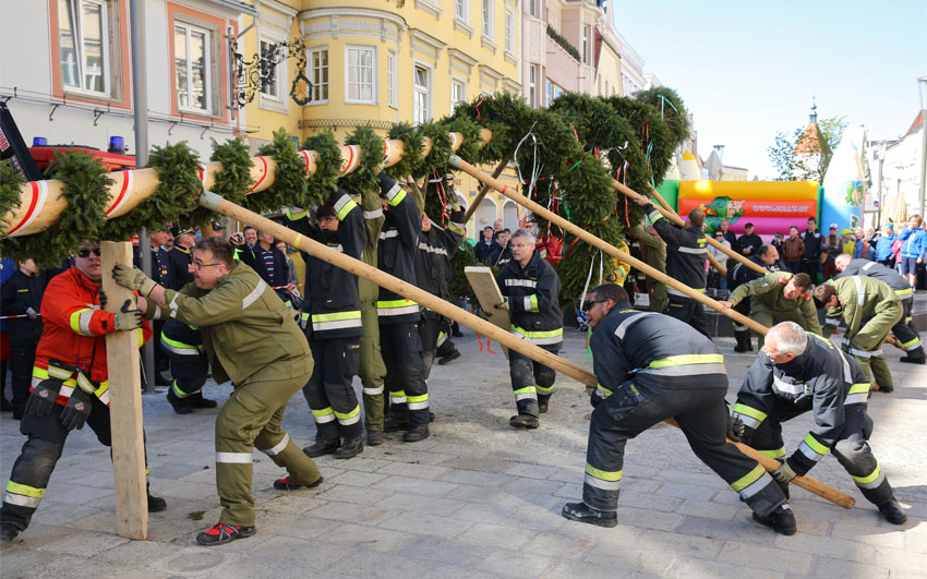 Maibaum Wels